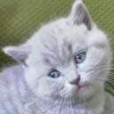 Британские котята питомника Fluffy Joy (фото 1), увеличить фото.