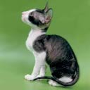 Корниш - рекс (котята) - фото 6, увеличить фото.