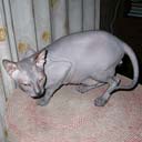 Котёнок донского сфинкса, питомник Кис-Мур-Мяу, увеличить фото.