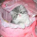 Персидский котенок (фото 1), увеличить фото.