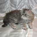 Персидский котенок (фото 2), увеличить фото.