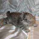 Персидский котенок (фото 4), увеличить фото.