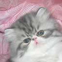 Персидский котенок, увеличить фото.
