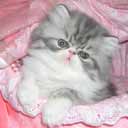 Персидский котенок (фото 3), увеличить фото.