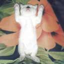 Тайские котята питомника ТАЙСКОЕ СЧАСТЬЕ (фото 1), увеличить фото.
