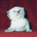 Тайские котята питомника ТАЙСКОЕ СЧАСТЬЕ (фото 3), увеличить фото.