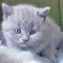 Британские котята питомника Fluffy Joy (фото 2), увеличить фото.
