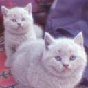 Британские котята питомника Fluffy Joy (фото 3), увеличить фото.