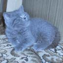 Британские котята питомника Ma-Divija (фото 1), увеличить фото.