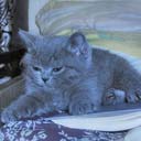 Британские котята питомника Ma-Divija (фото 2), увеличить фото.