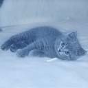 Британские котята питомника Ma-Divija (фото 3), увеличить фото.