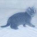 Британские котята питомника Ma-Divija (фото 6), увеличить фото.