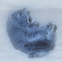 Британские котята питомника Ma-Divija (фото 7), увеличить фото.