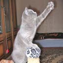 Британские котята питомника Ma-Divija (фото 8), увеличить фото.