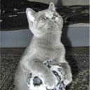Британские котята питомника Ma-Divija (фото 9), увеличить фото.