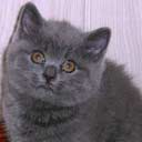 Британские котята питомника Stars Light (фото 2), увеличить фото.