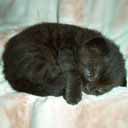 Британские котята питомника Astral Knight (фото 3), увеличить фото.